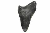 Partial, Fossil Megalodon Tooth #240147-1